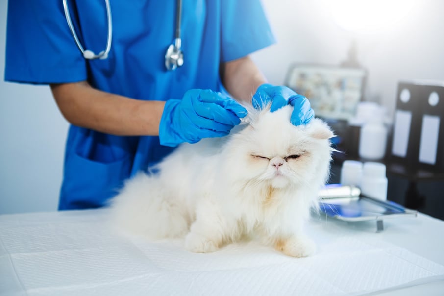 Veterinarian Treating a Cat in an Animal Clinic